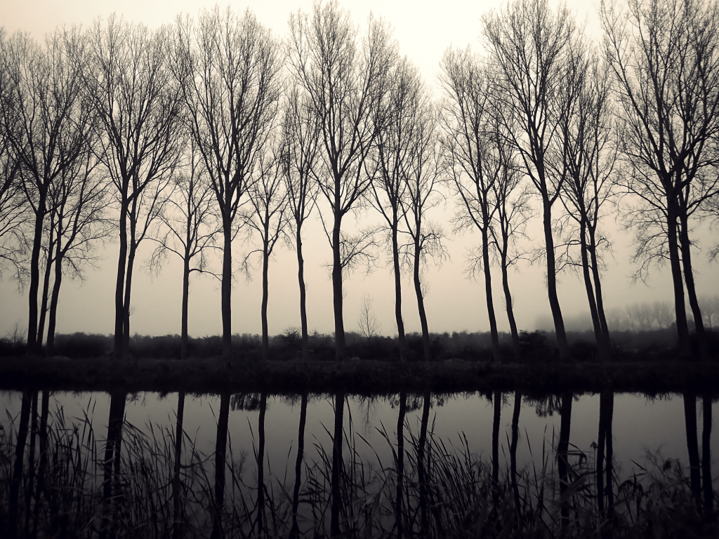A row of poplars